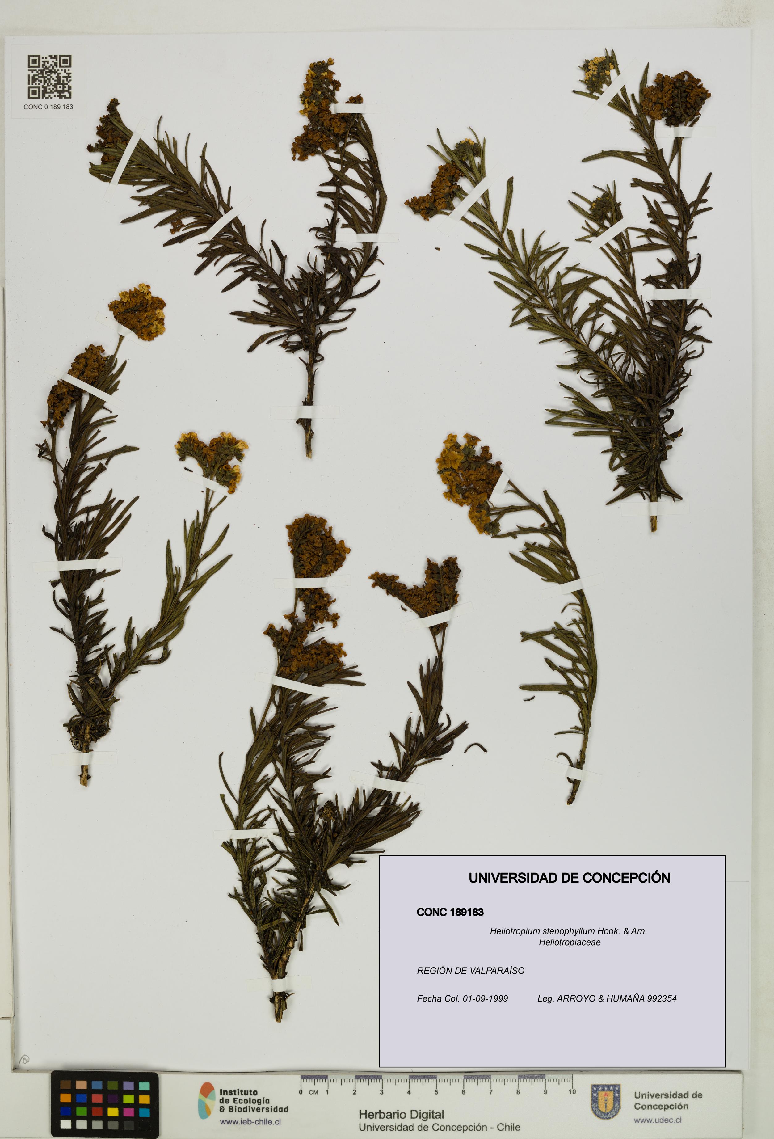 Heliotropium stenophyllum [Espécimen: UDEC:CONC:0189183]