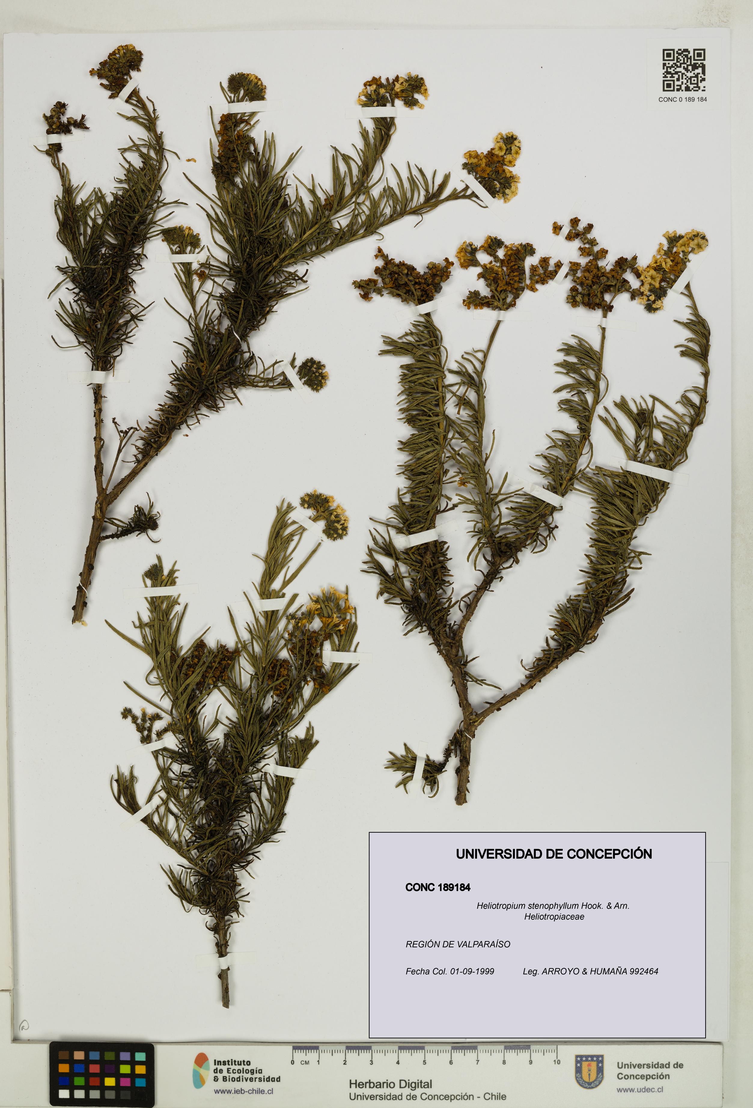Heliotropium stenophyllum [Espécimen: UDEC:CONC:0189184]