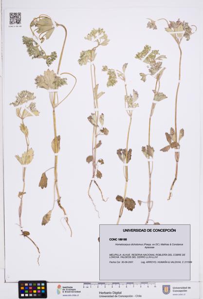 Homalocarpus dichotomus [Espécimen: ]