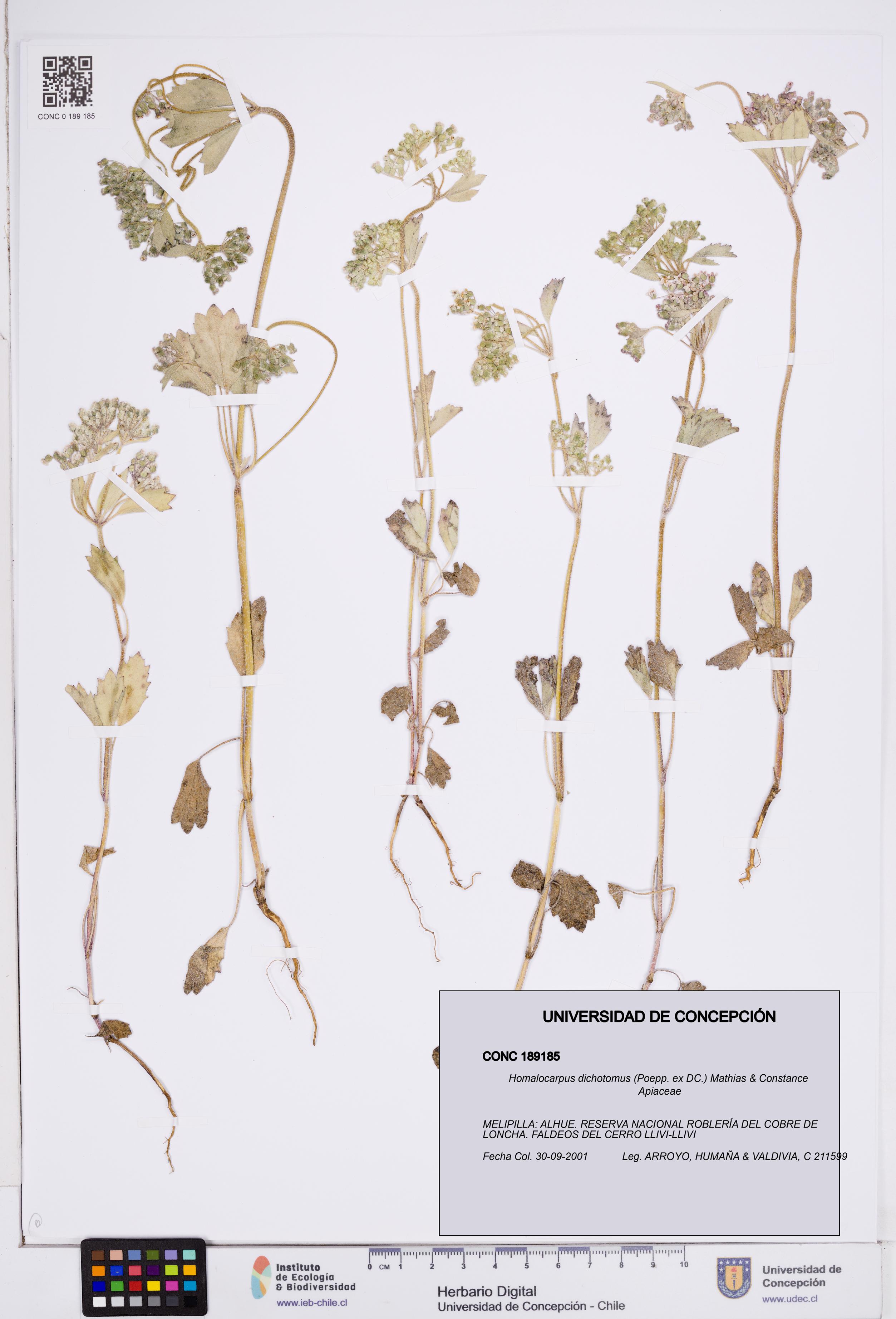 Homalocarpus dichotomus [Espécimen: ]