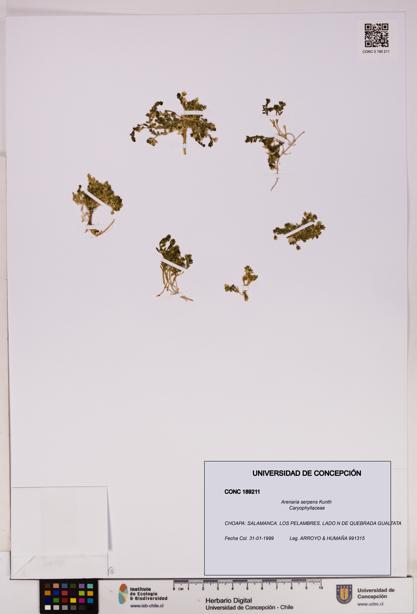 Arenaria serpens [Espécimen: UDEC:CONC:0189211]