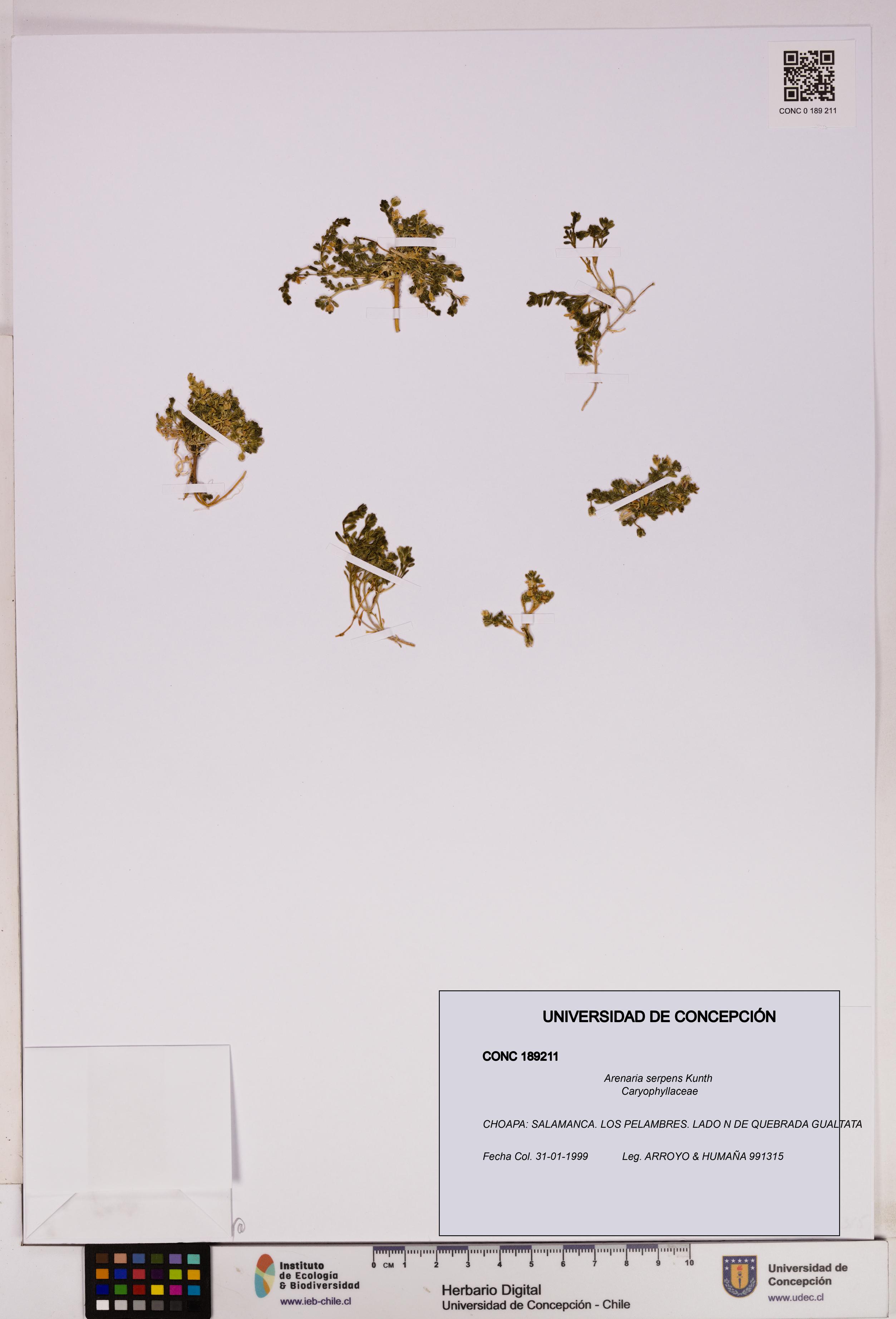 Arenaria serpens [Espécimen: UDEC:CONC:0189211]