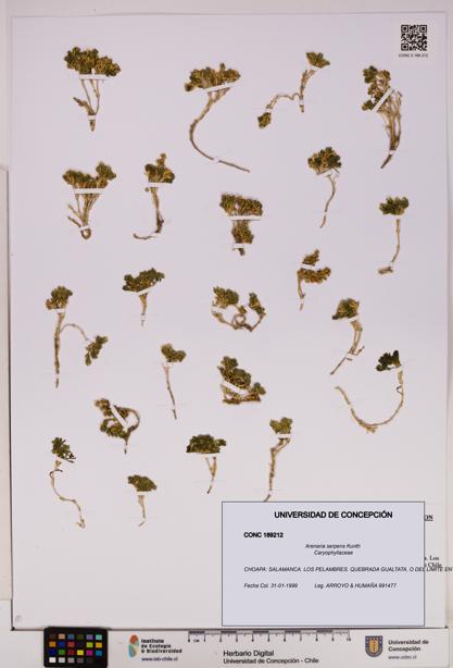 Arenaria serpens [Espécimen: UDEC:CONC:0189212]