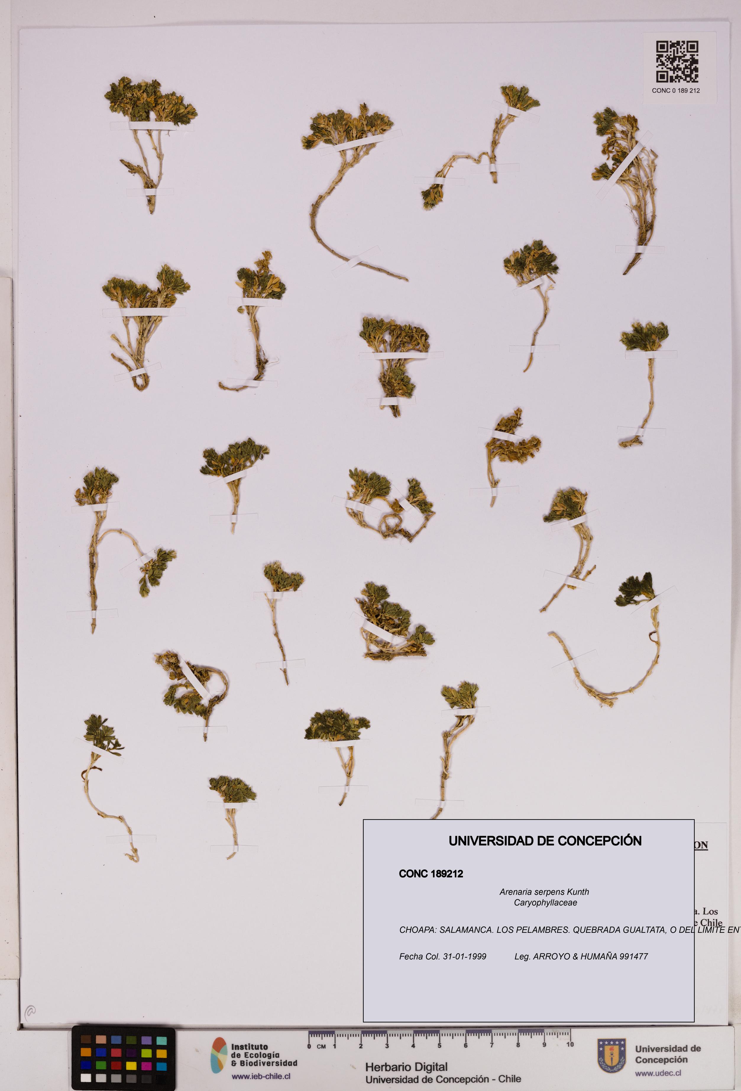 Arenaria serpens [Espécimen: UDEC:CONC:0189212]