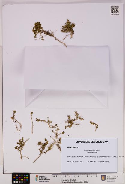 Arenaria serpens [Espécimen: UDEC:CONC:0189213]