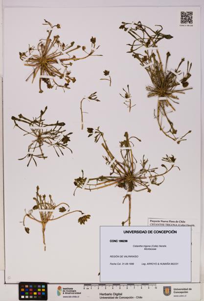 Cistanthe trigona [Espécimen: UDEC:CONC:0189236]