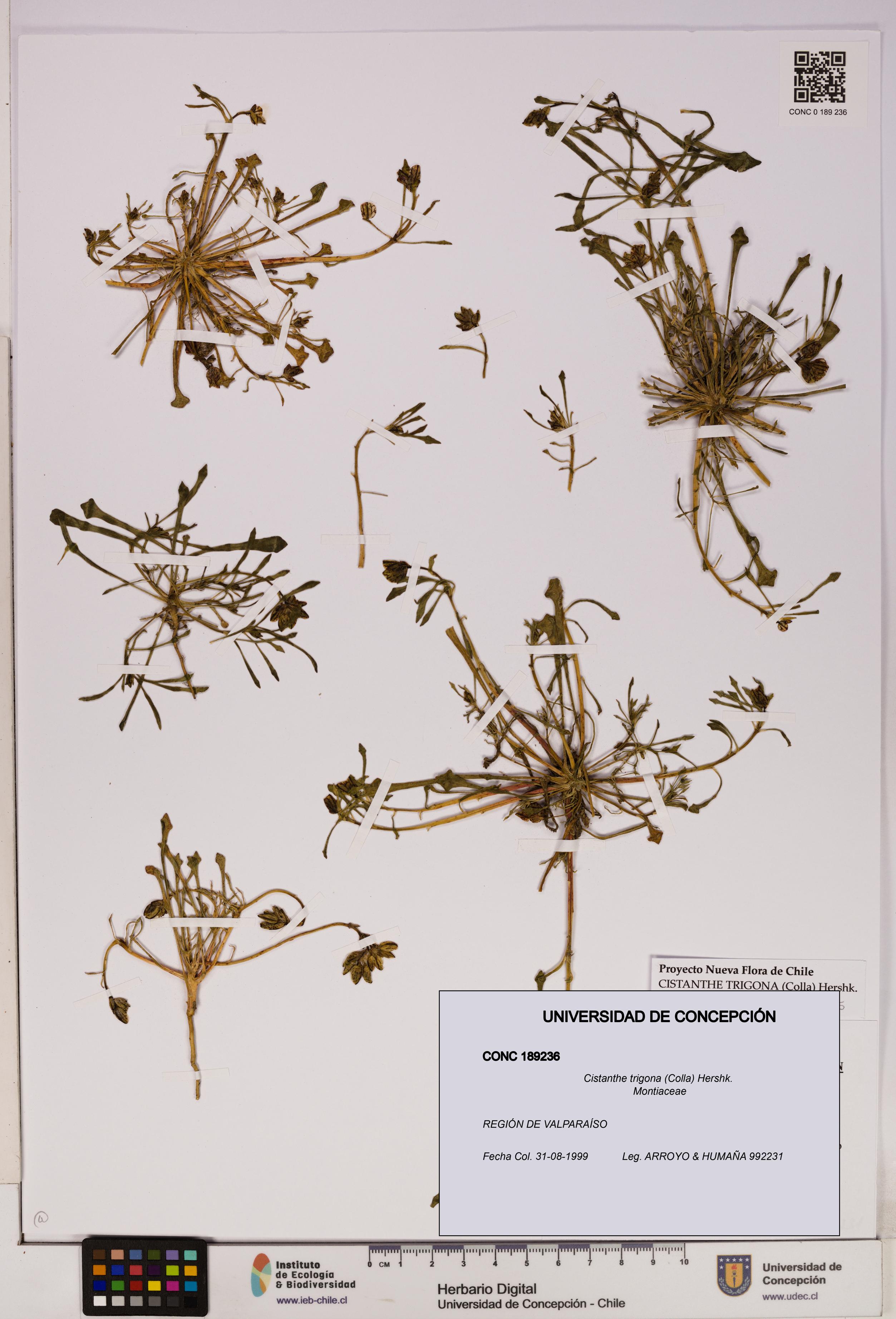 Cistanthe trigona [Espécimen: UDEC:CONC:0189236]
