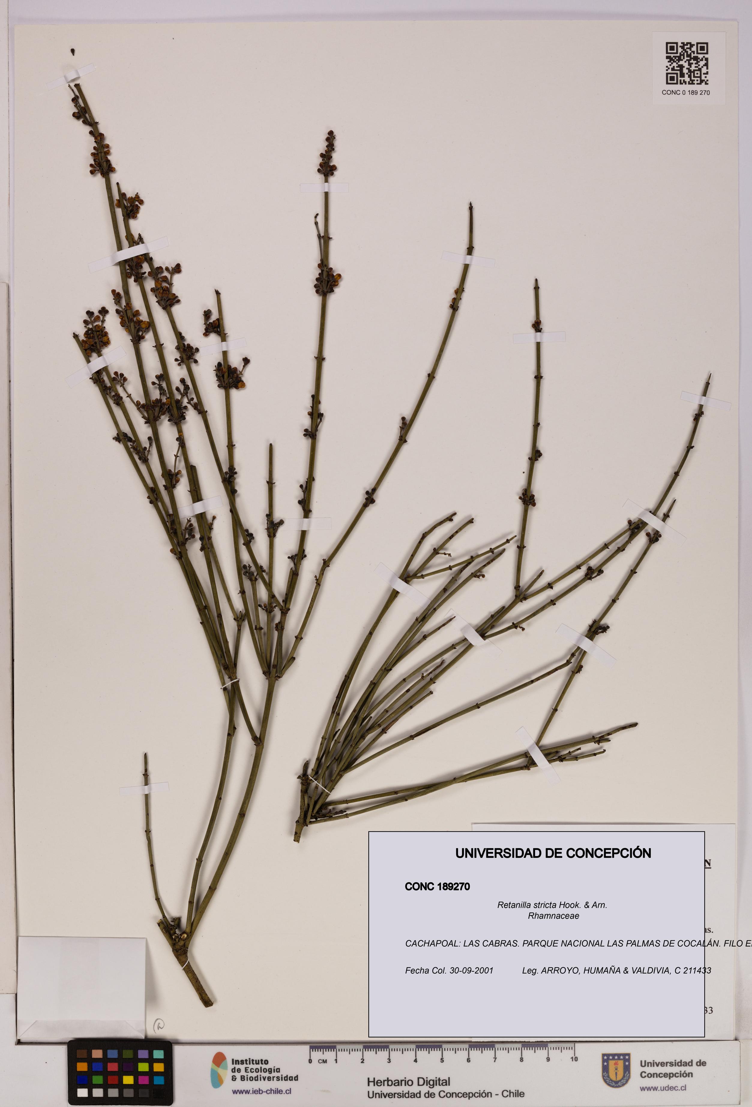 Retanilla stricta [Espécimen: UDEC:CONC:0189270]