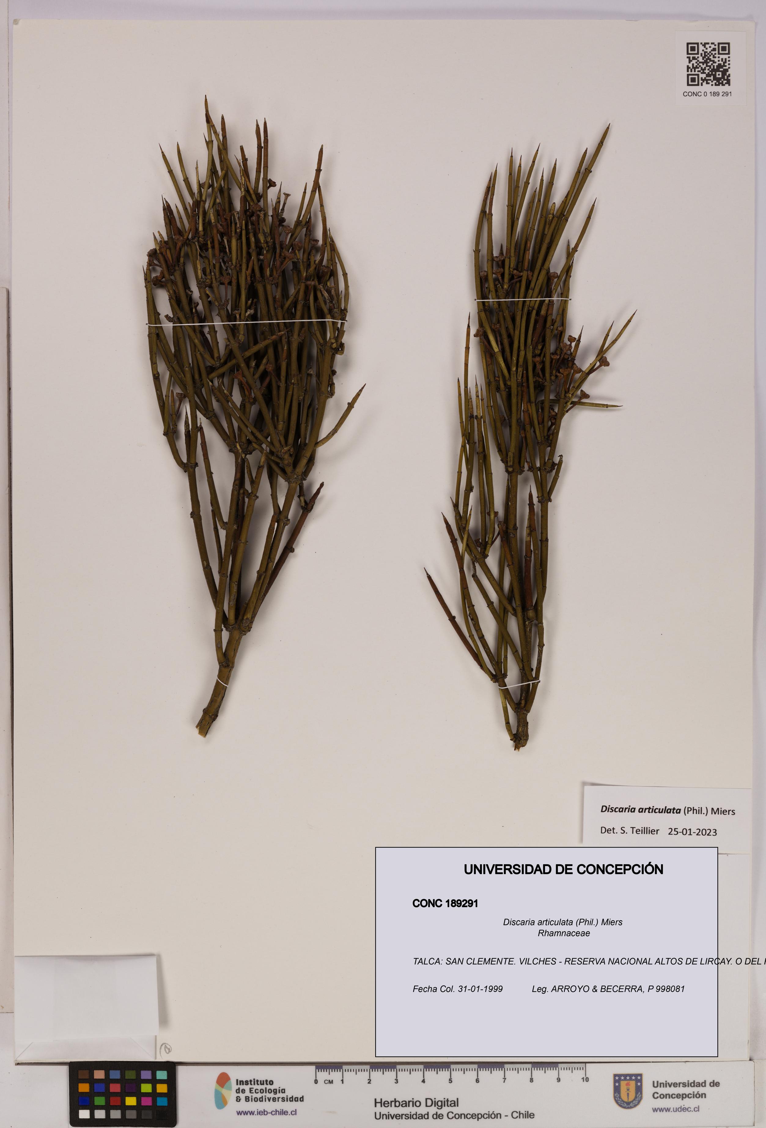 Discaria articulata [Espécimen: UDEC:CONC:0189291]