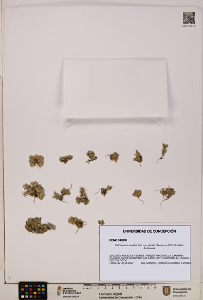 Psilocarphus tenellus var. globifer [Espécimen: ]