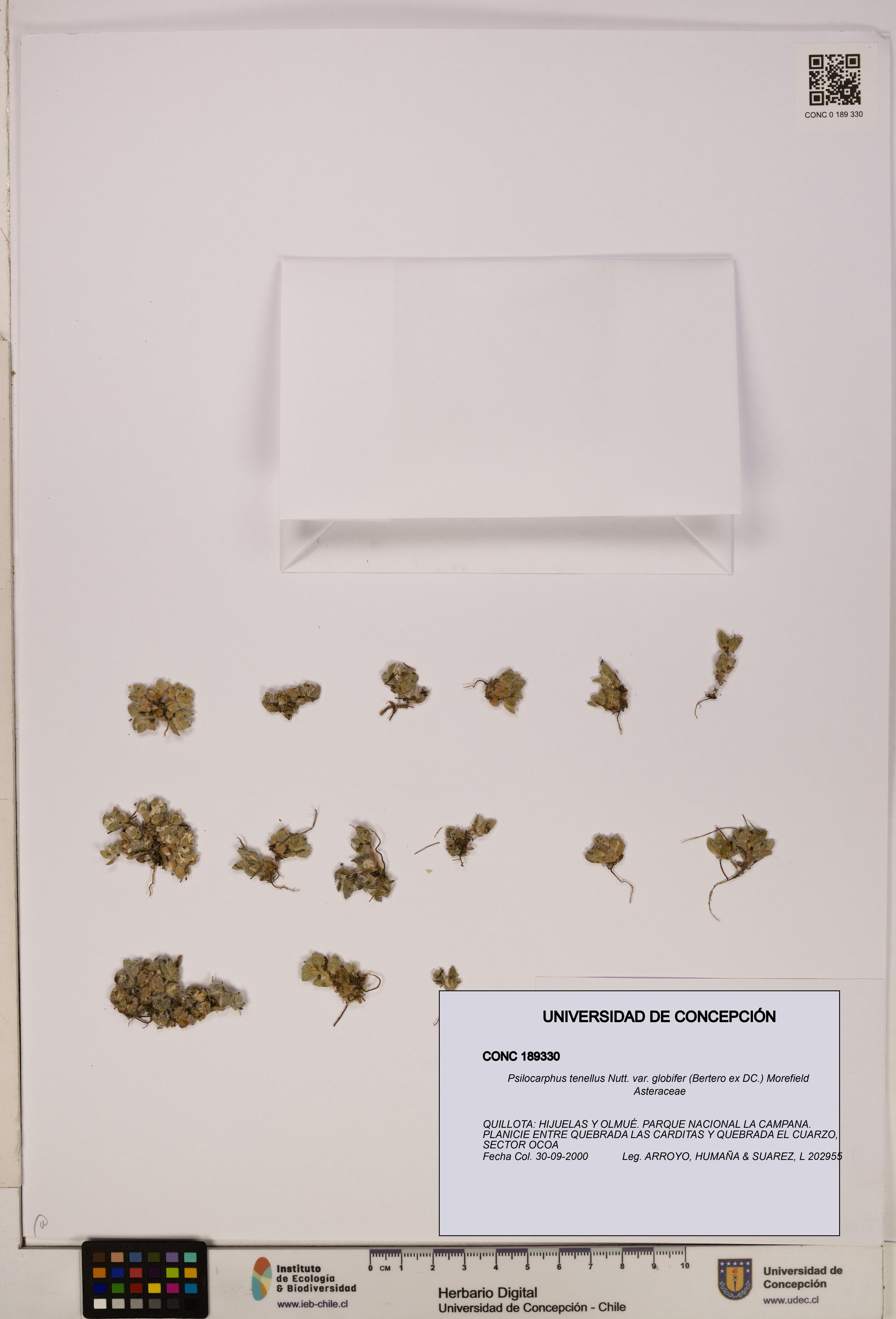 Psilocarphus tenellus var. globifer [Espécimen: ]