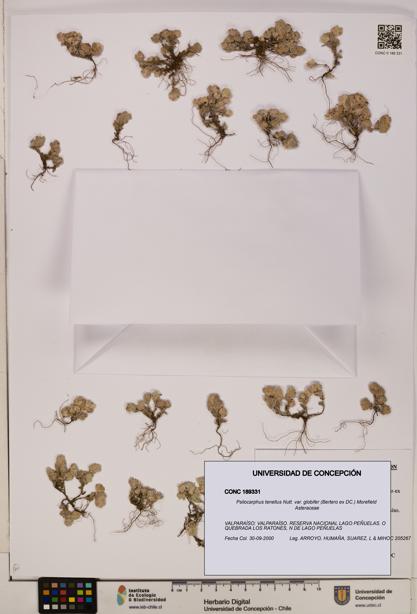 Psilocarphus tenellus var. globifer [Espécimen: ]