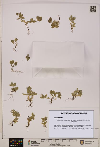 Psilocarphus tenellus var. globifer [Espécimen: ]