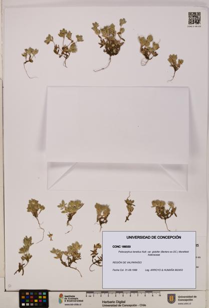 Psilocarphus tenellus var. globifer [Espécimen: ]