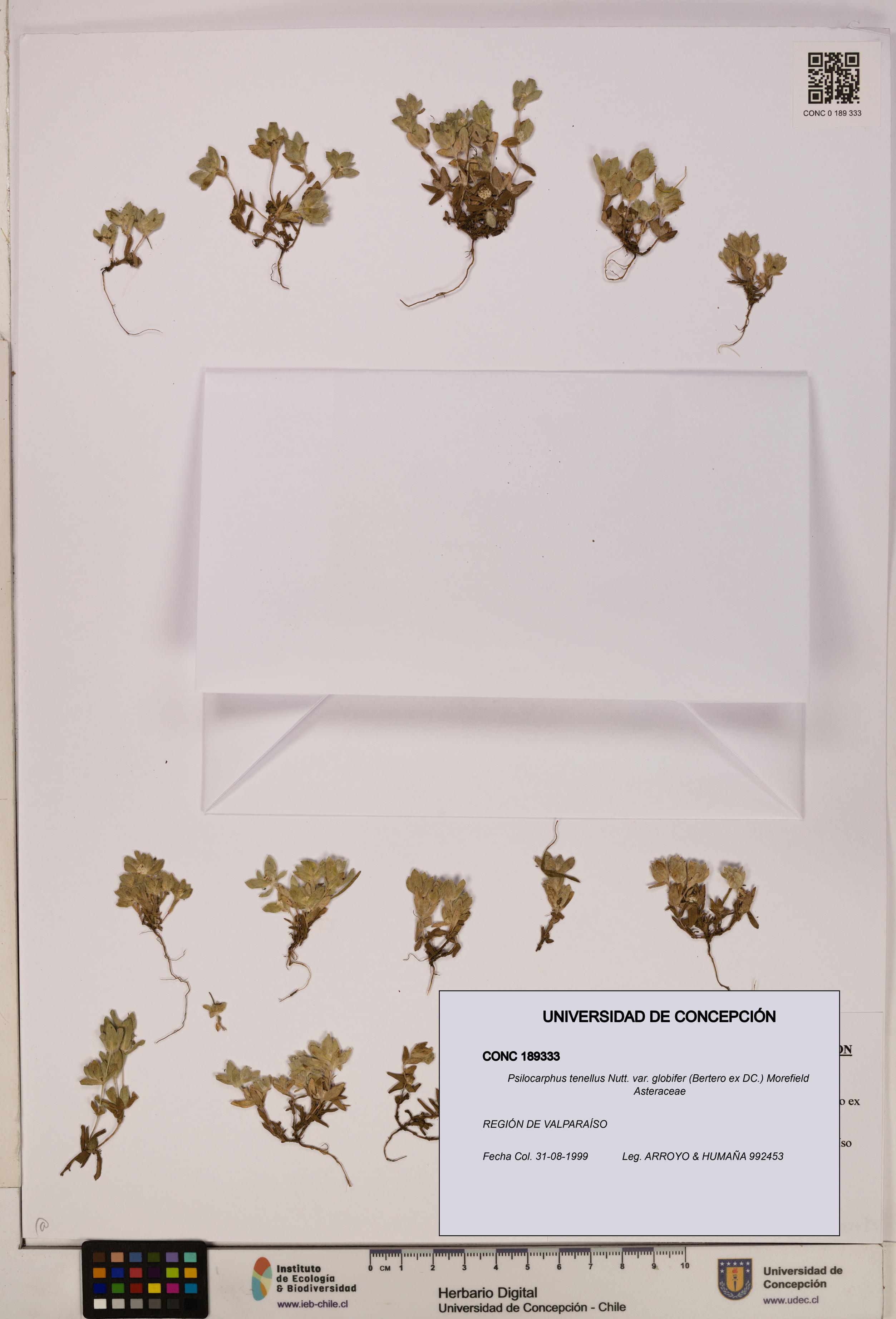 Psilocarphus tenellus var. globifer [Espécimen: ]