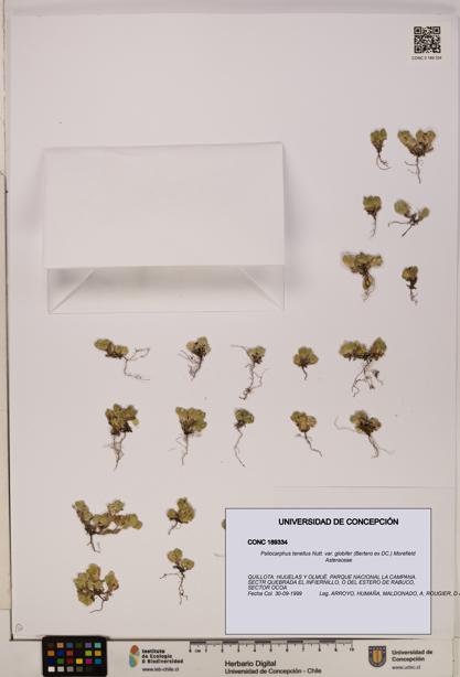 Psilocarphus tenellus var. globifer [Espécimen: ]