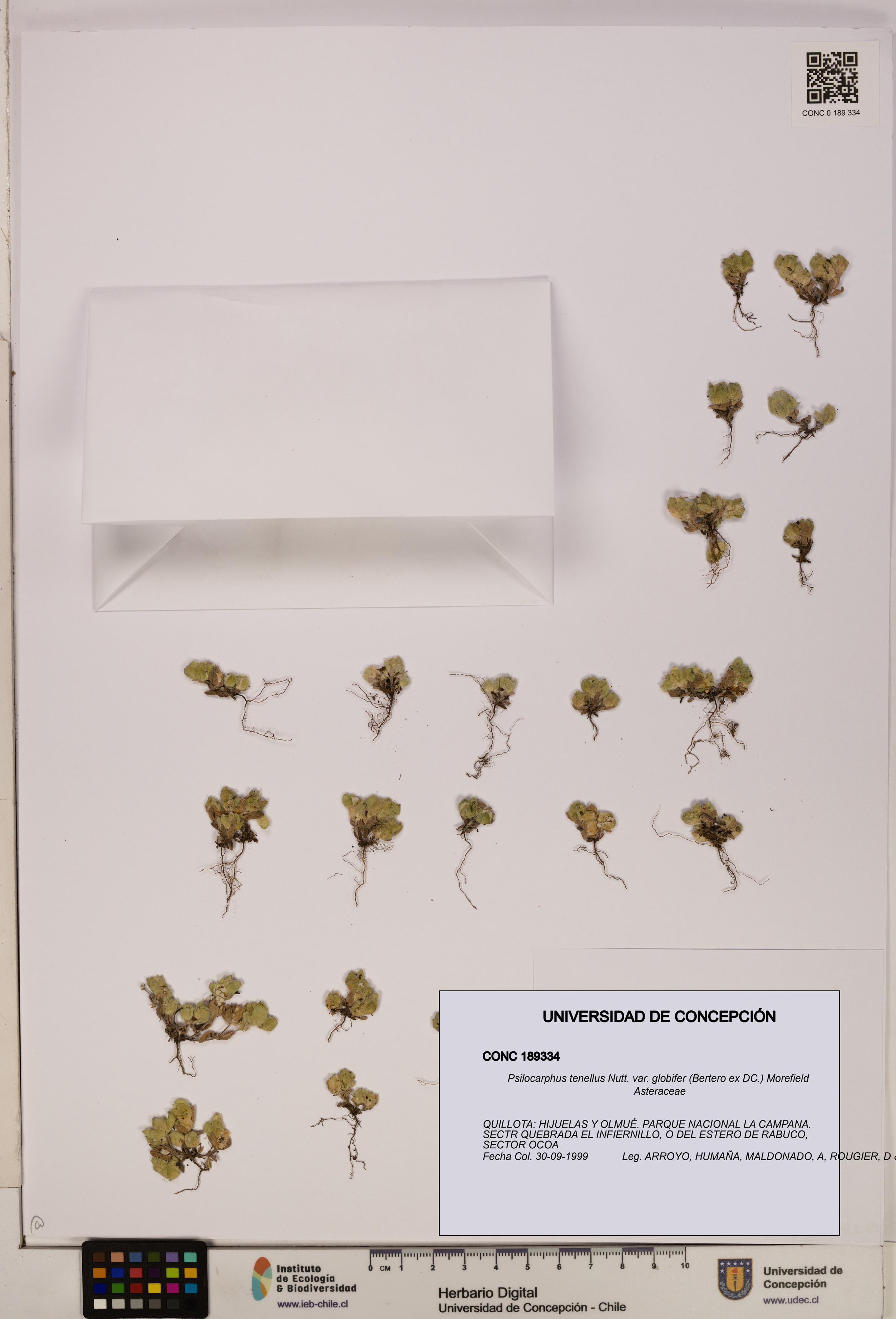 Psilocarphus tenellus var. globifer [Espécimen: ]