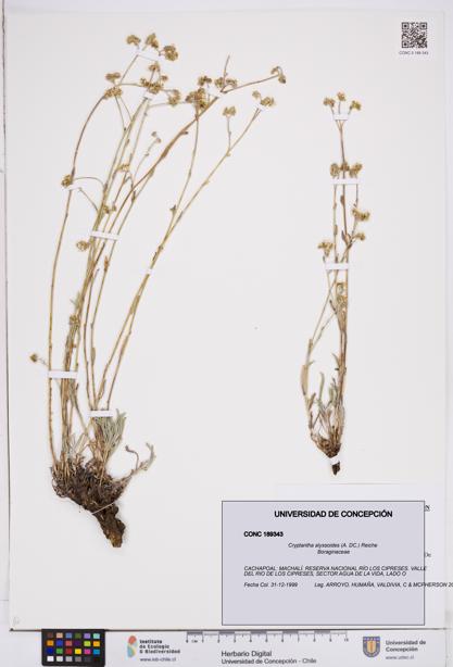 Cryptantha alyssoides [Espécimen: ]