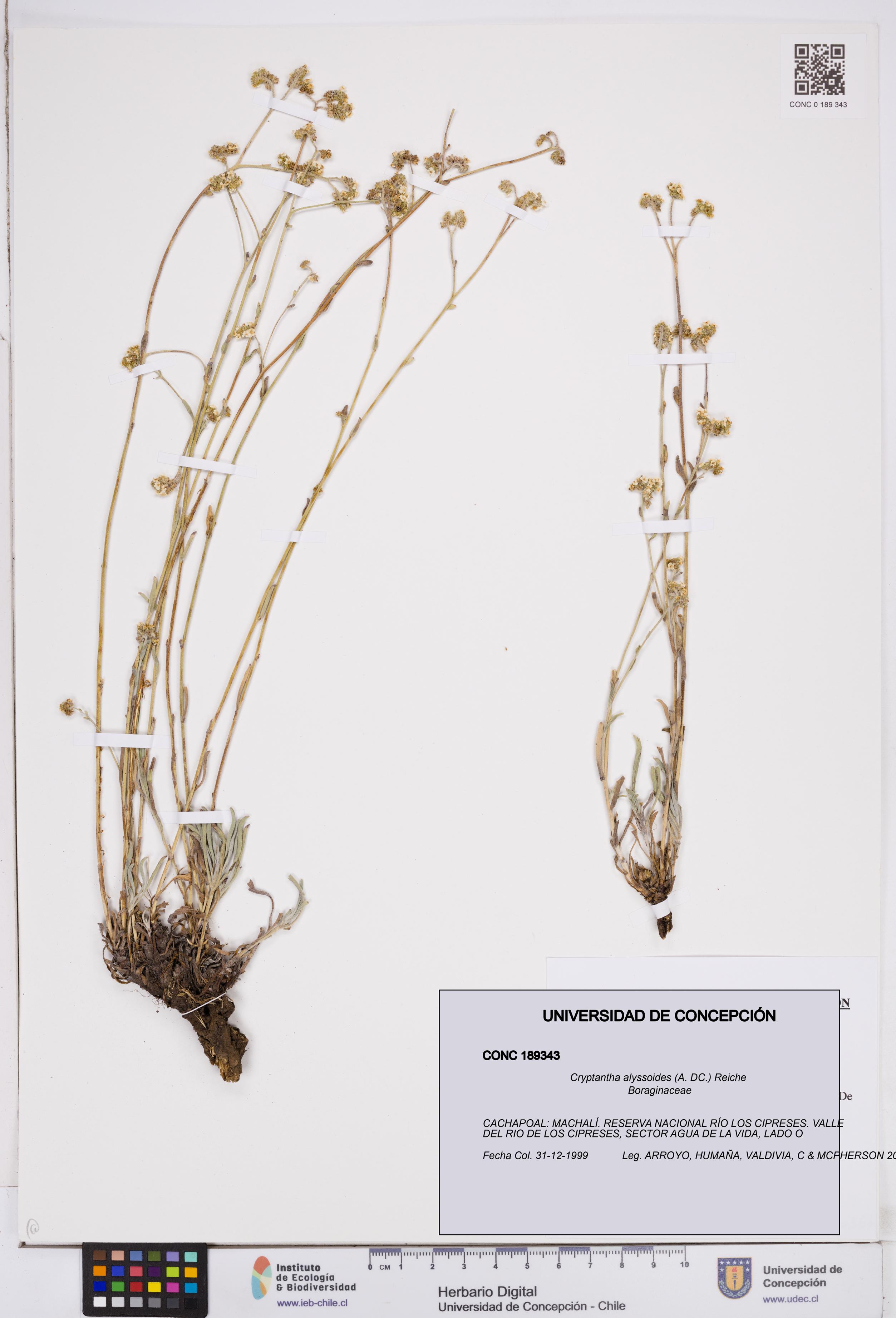 Cryptantha alyssoides [Espécimen: ]