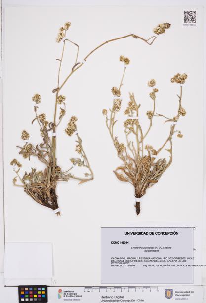 Cryptantha alyssoides [Espécimen: ]