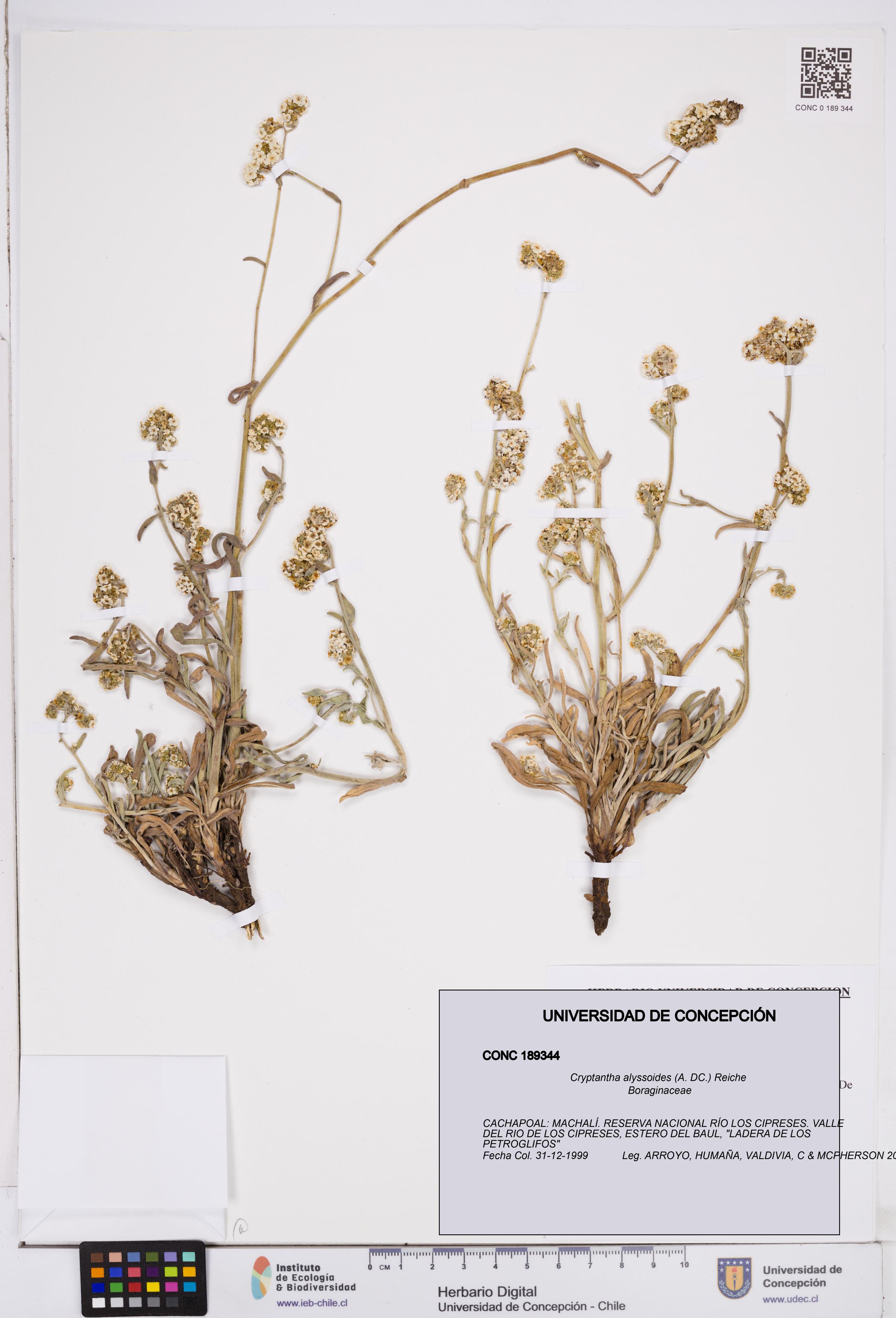 Cryptantha alyssoides [Espécimen: ]