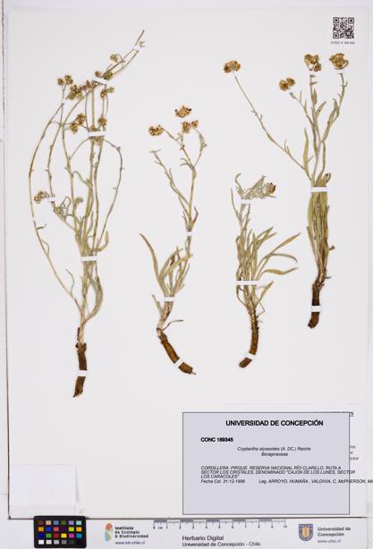 Cryptantha alyssoides [Espécimen: ]