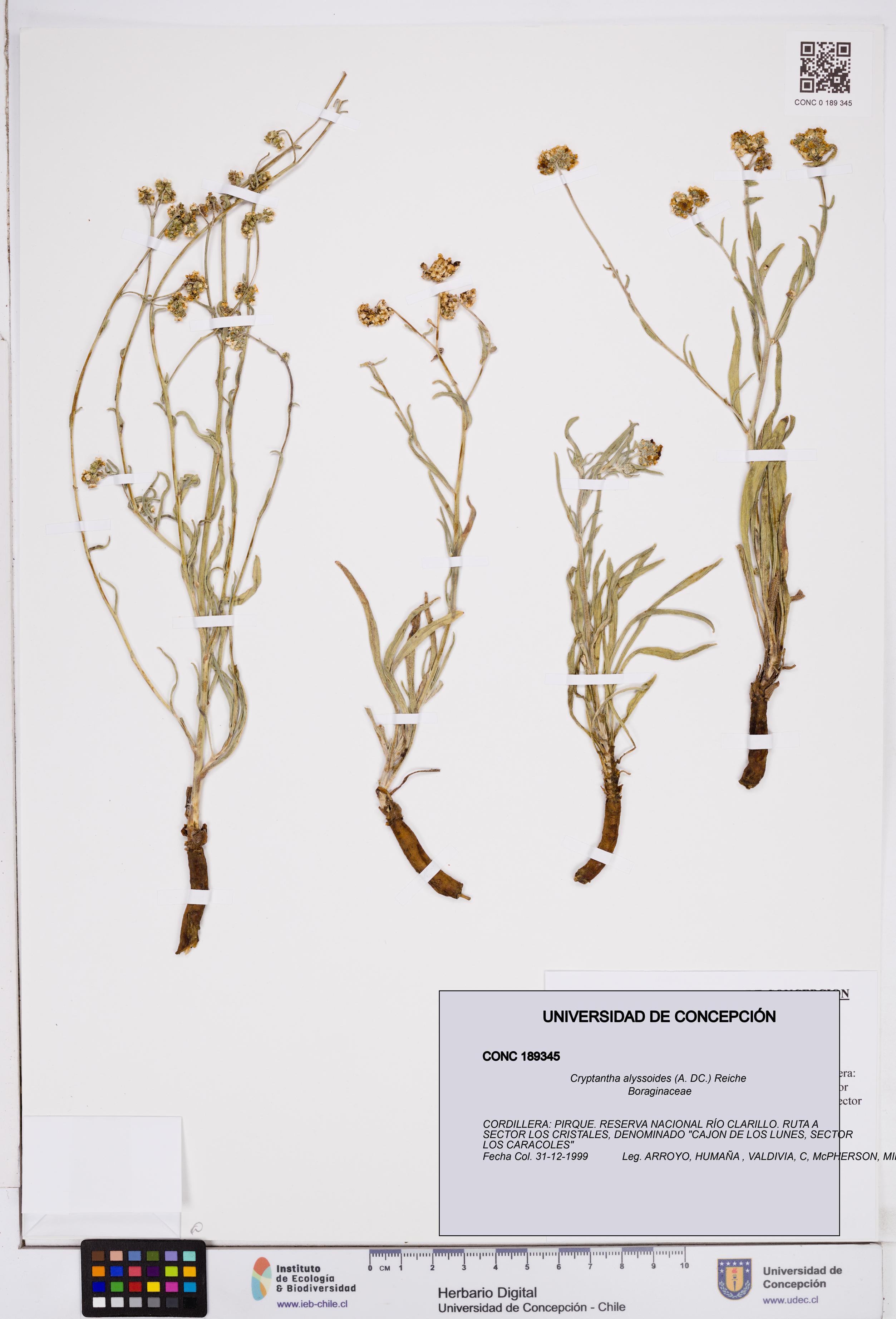 Cryptantha alyssoides [Espécimen: ]