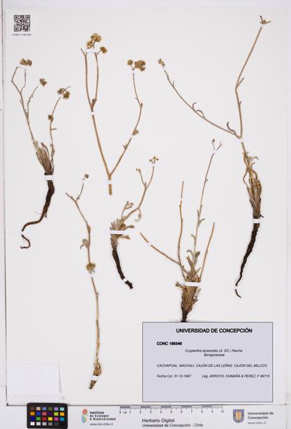Cryptantha alyssoides [Espécimen: ]