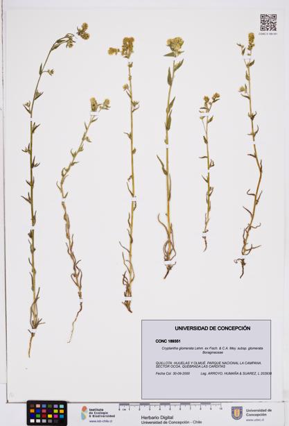 Cryptantha glomerata subsp. glomerata [Espécimen: ]