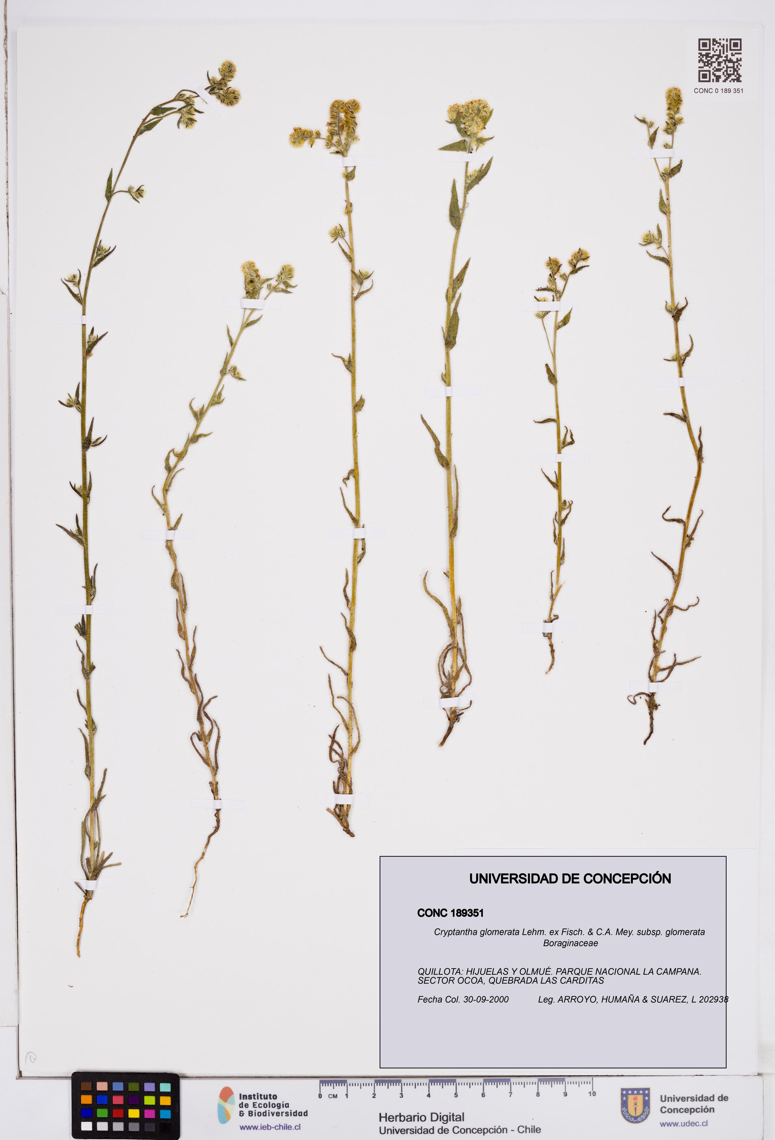 Cryptantha glomerata subsp. glomerata [Espécimen: ]