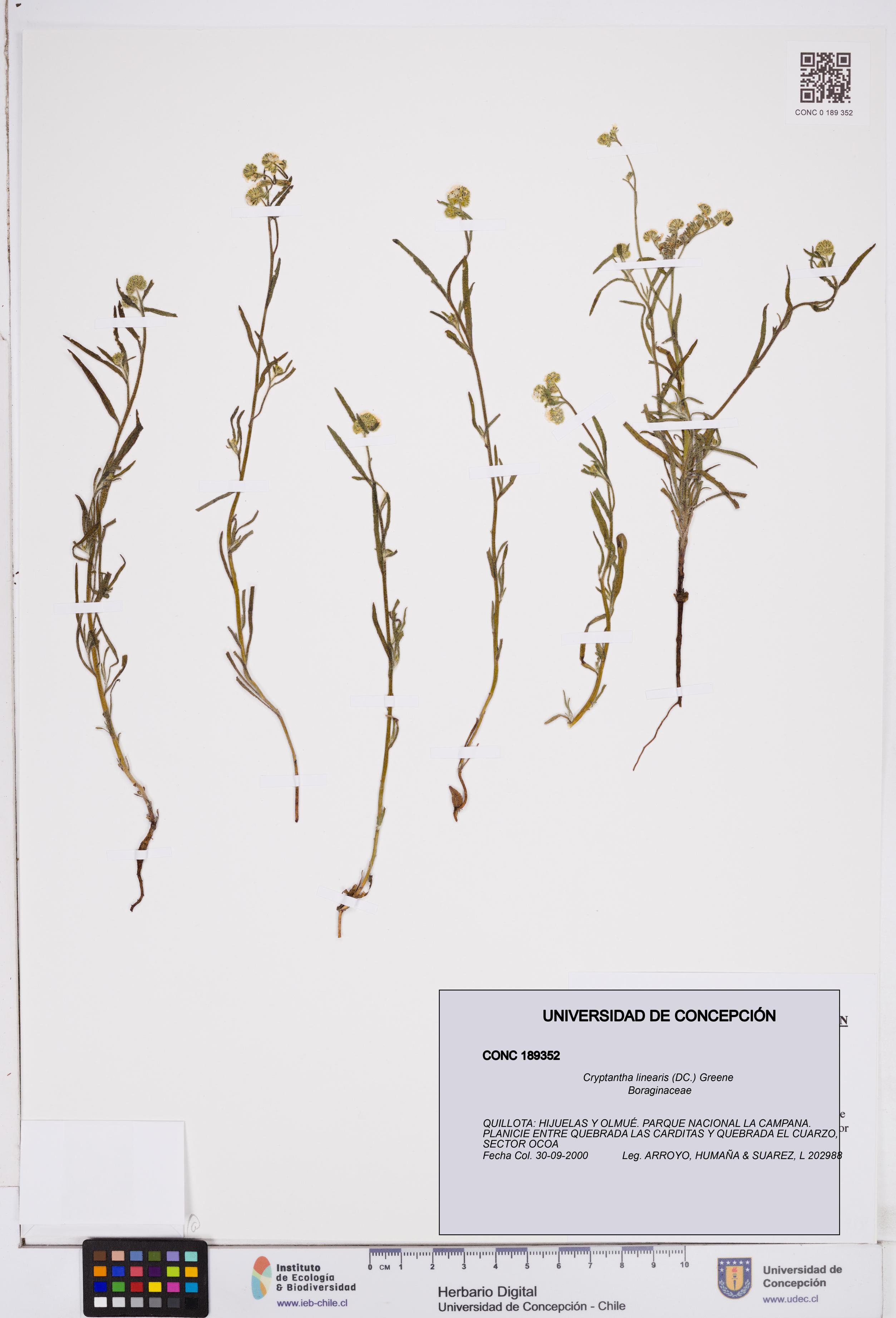 Cryptantha linearis [Espécimen: ]