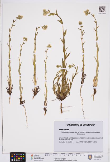Cryptantha glomerata subsp. glomerata [Espécimen: ]