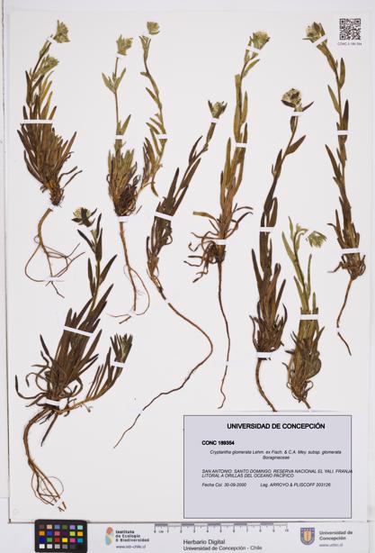 Cryptantha glomerata subsp. glomerata [Espécimen: ]