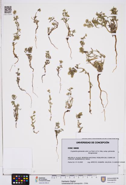 Cryptantha glomerata subsp. glomerata [Espécimen: ]