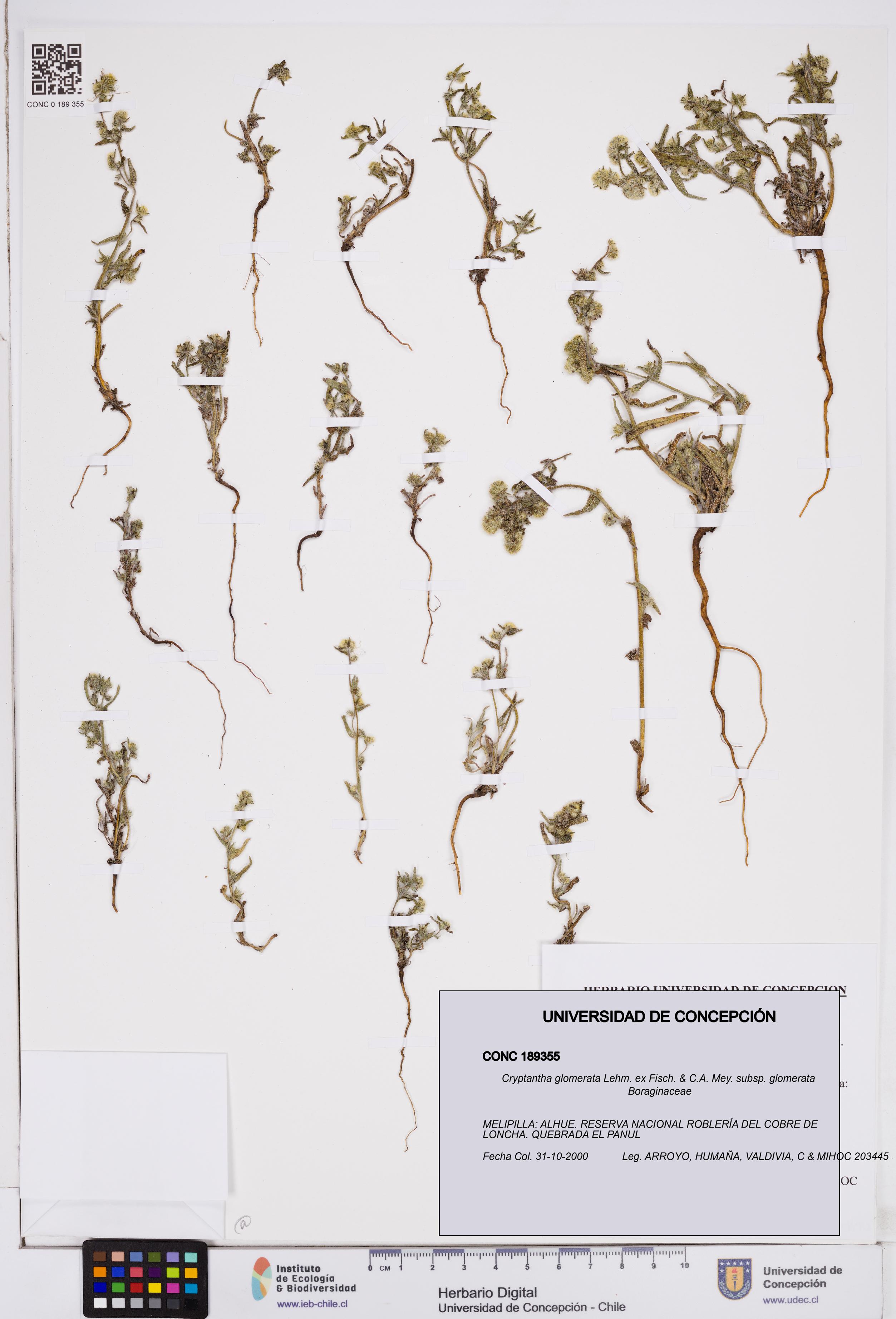 Cryptantha glomerata subsp. glomerata [Espécimen: ]