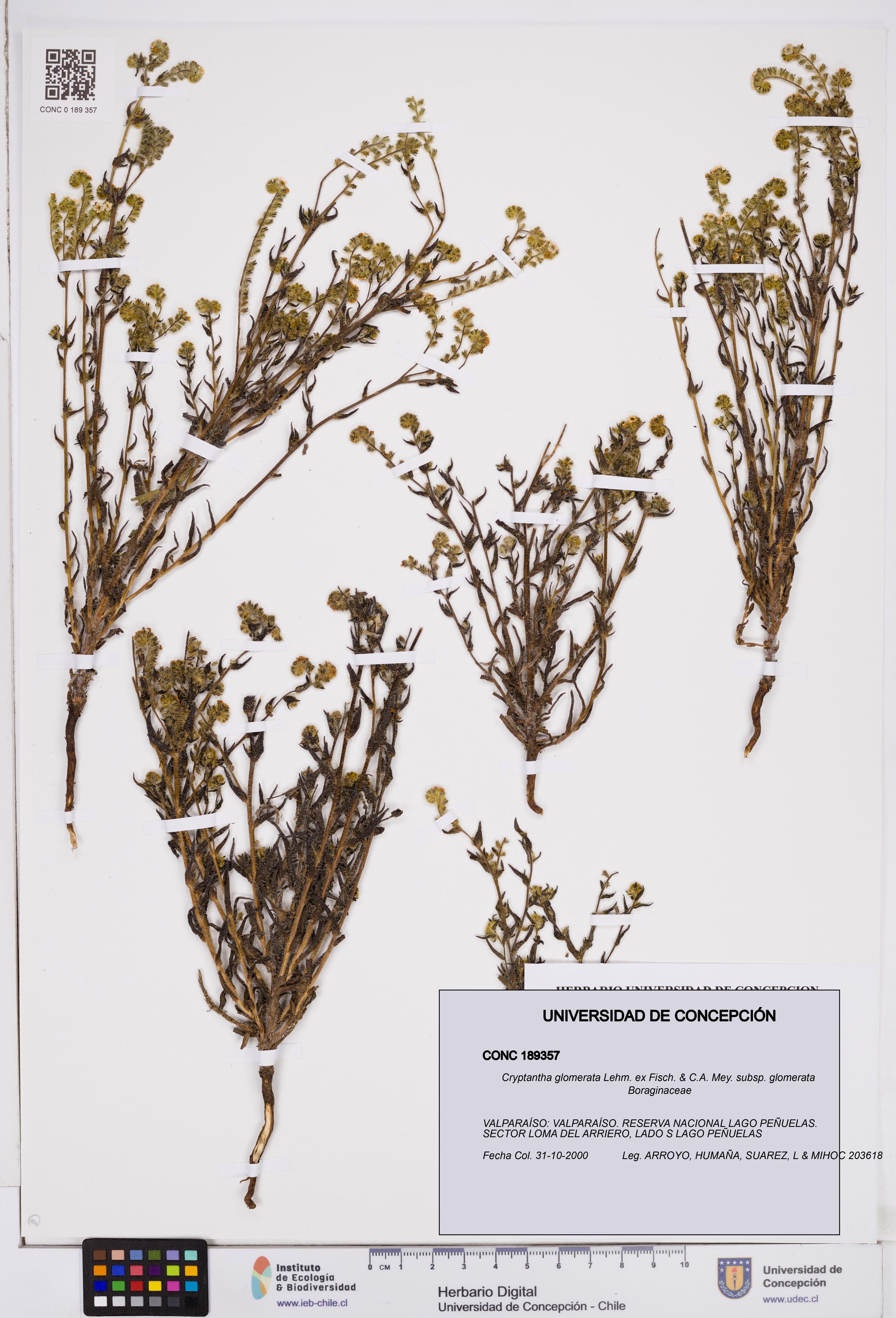 Cryptantha glomerata subsp. glomerata [Espécimen: ]
