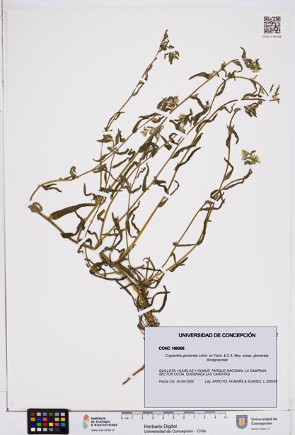 Cryptantha glomerata subsp. glomerata [Espécimen: ]