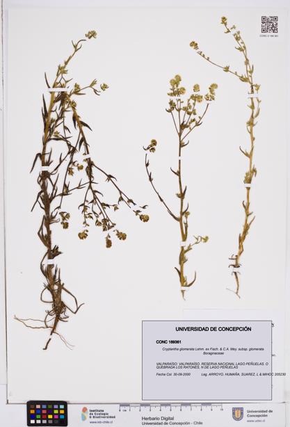 Cryptantha glomerata subsp. glomerata [Espécimen: ]