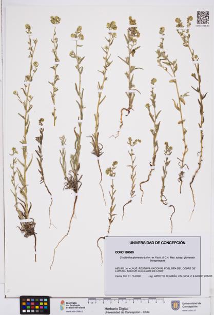 Cryptantha glomerata subsp. glomerata [Espécimen: ]
