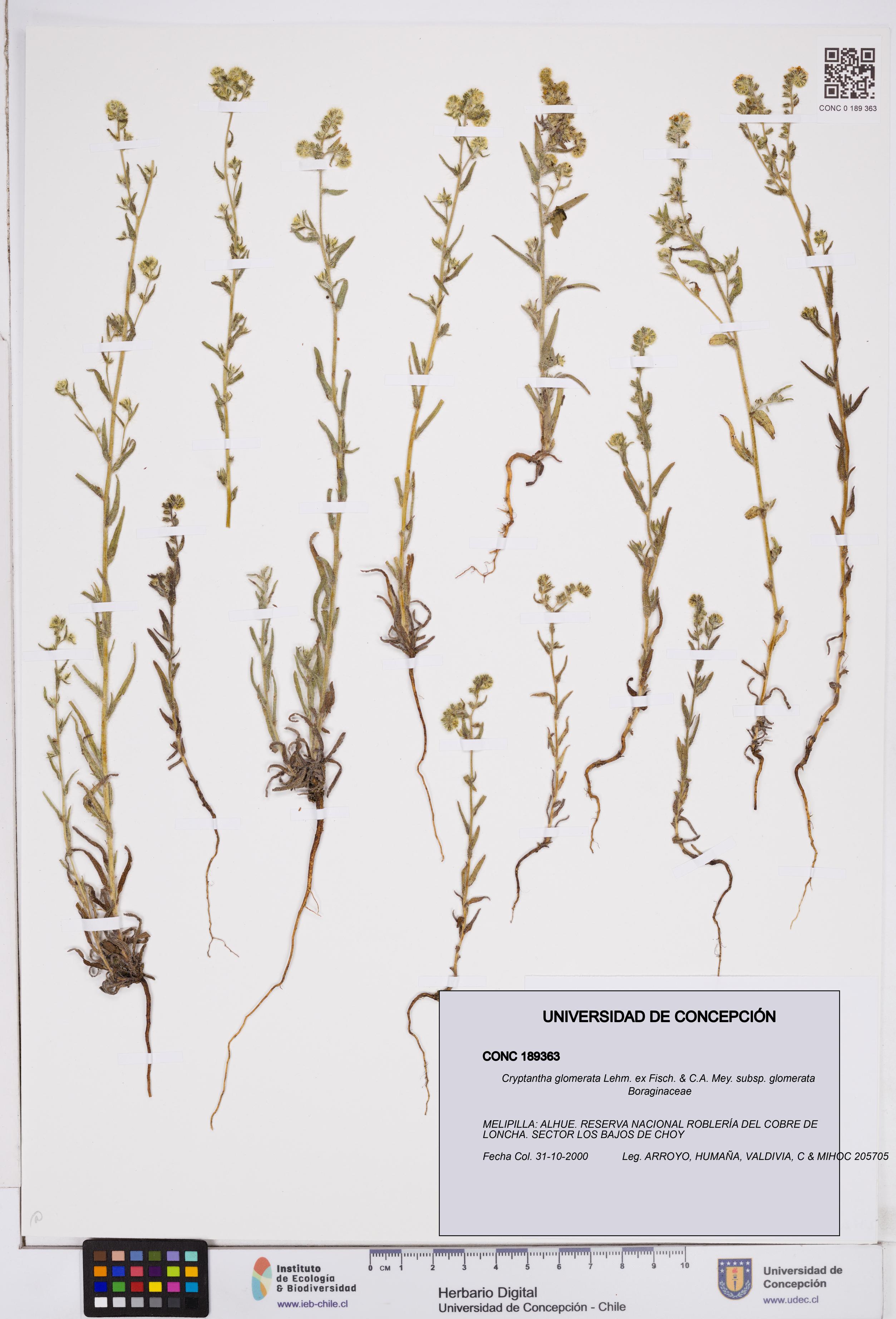 Cryptantha glomerata subsp. glomerata [Espécimen: ]
