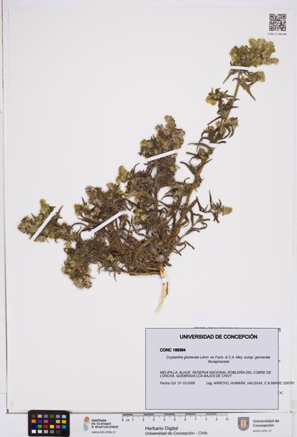 Cryptantha glomerata subsp. glomerata [Espécimen: ]