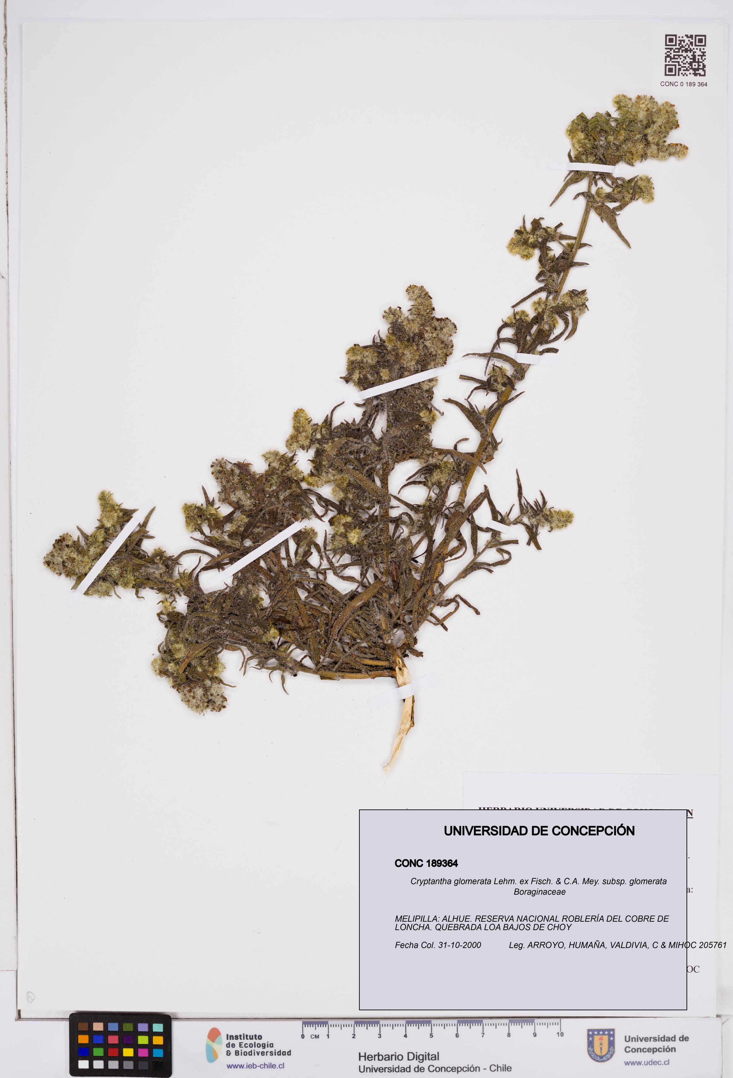 Cryptantha glomerata subsp. glomerata [Espécimen: ]