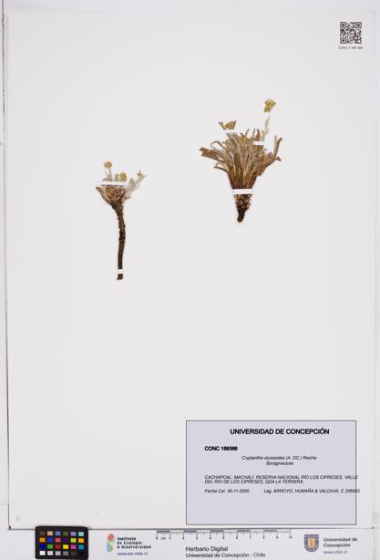 Cryptantha alyssoides [Espécimen: ]