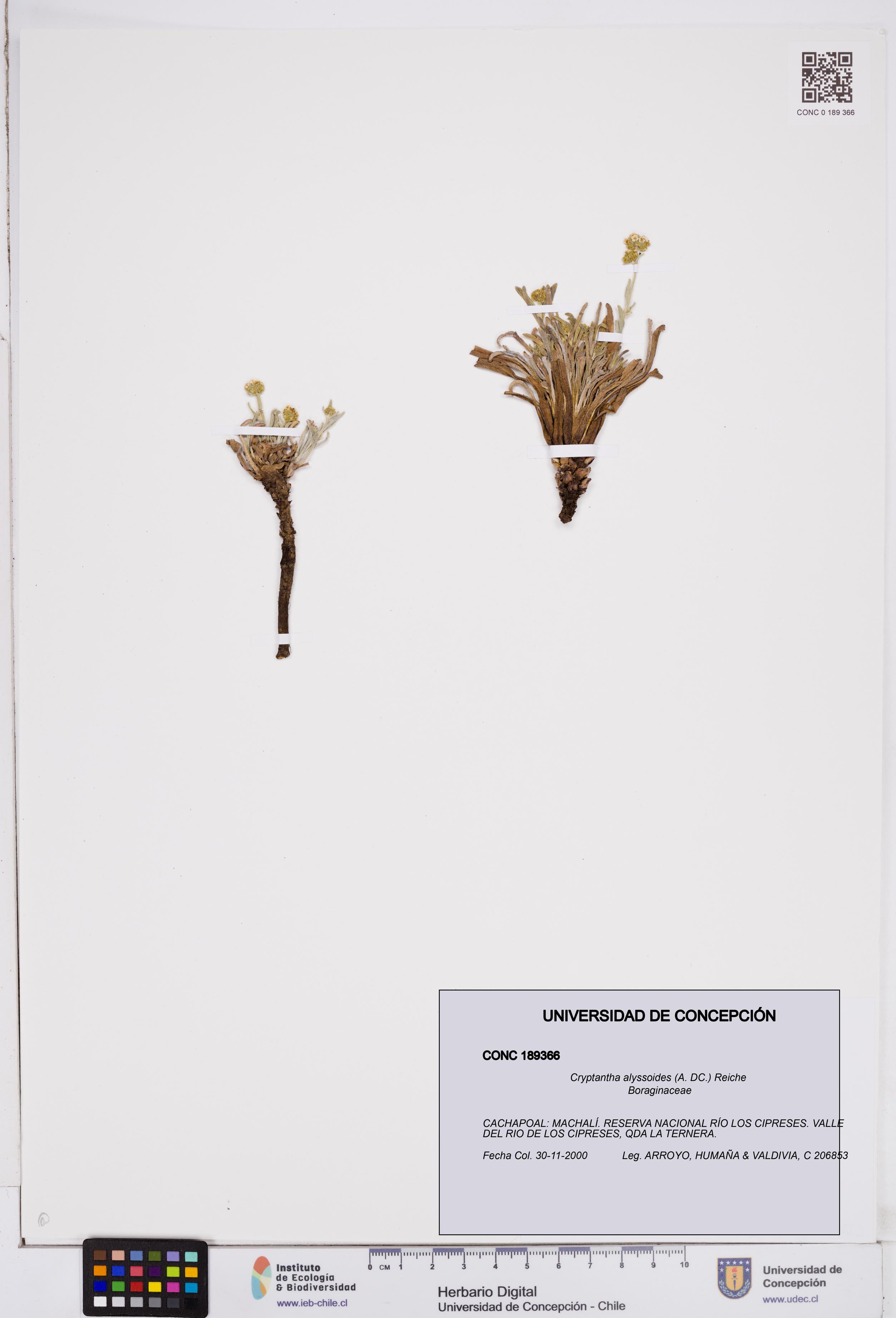 Cryptantha alyssoides [Espécimen: ]