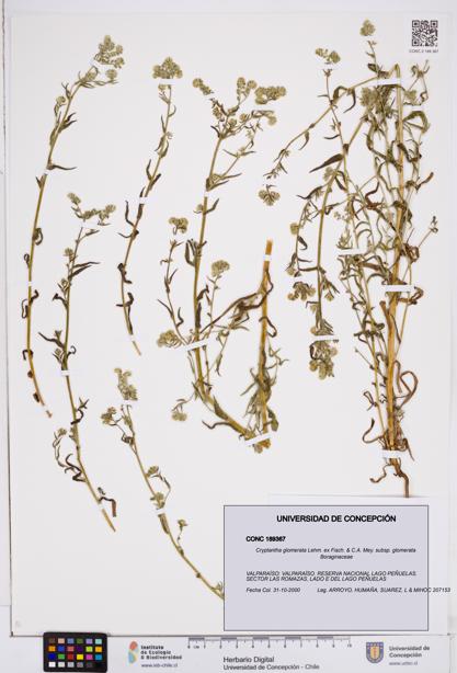 Cryptantha glomerata subsp. glomerata [Espécimen: ]
