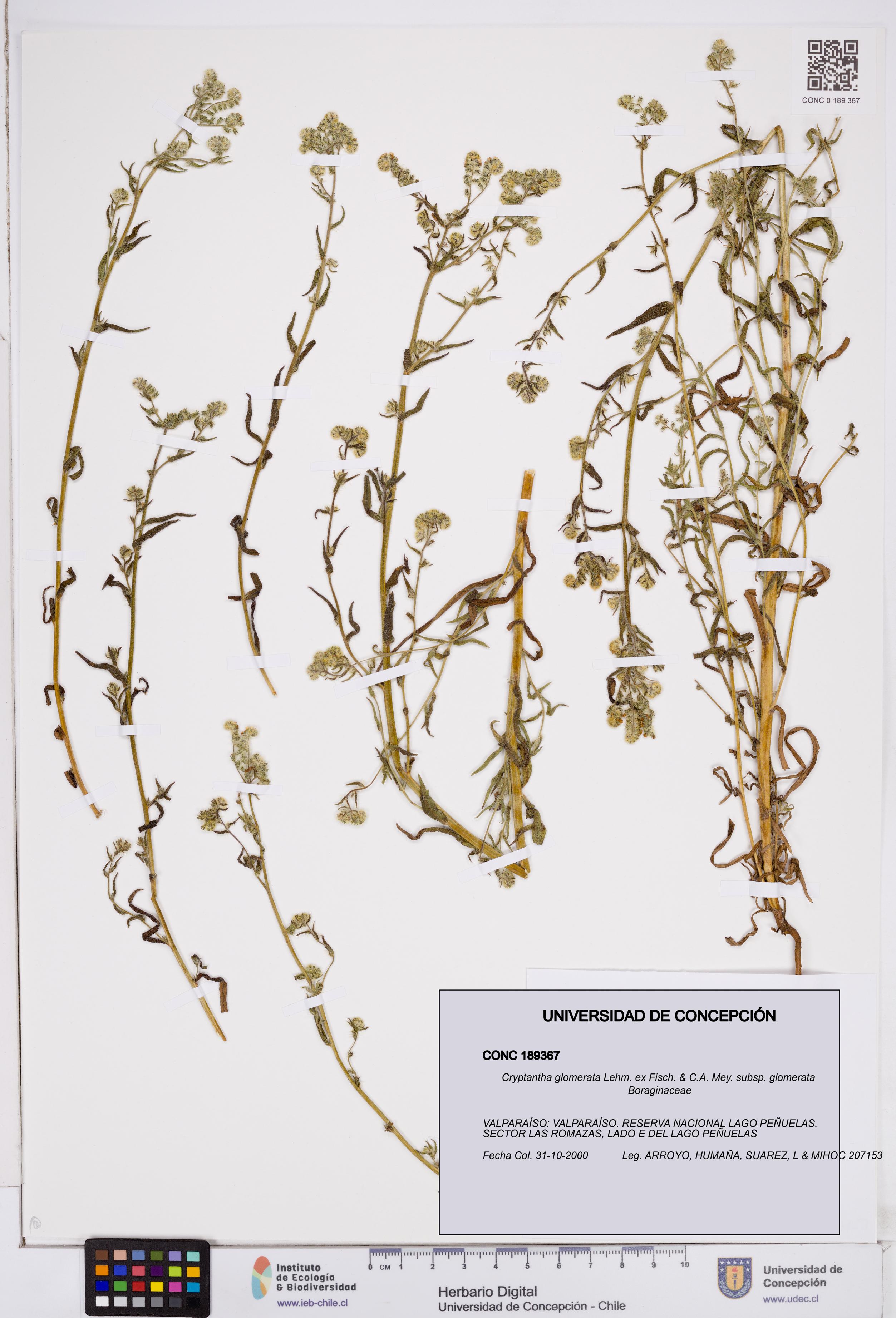 Cryptantha glomerata subsp. glomerata [Espécimen: ]