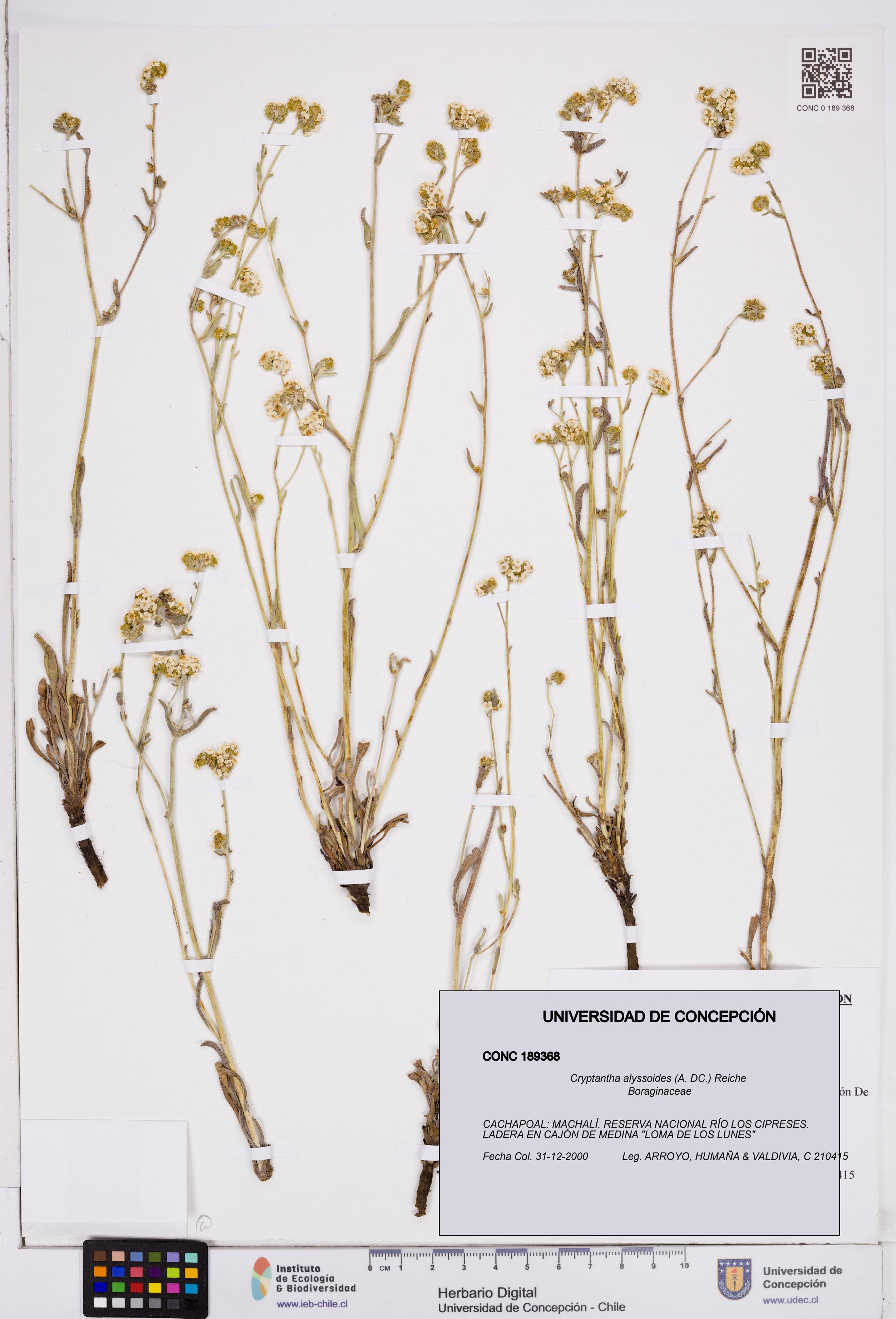 Cryptantha alyssoides [Espécimen: ]