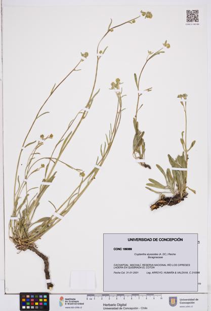 Cryptantha alyssoides [Espécimen: ]