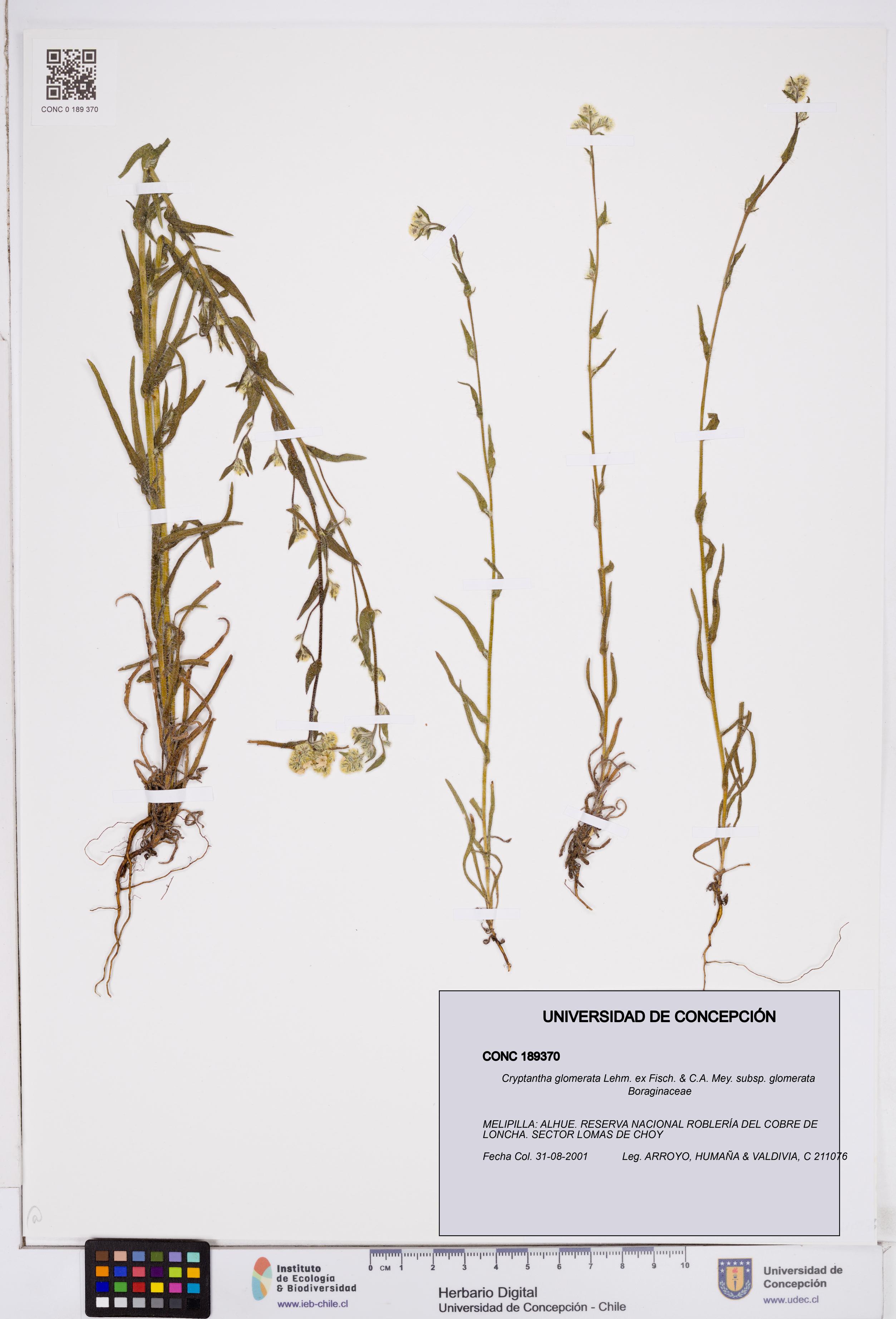 Cryptantha glomerata subsp. glomerata [Espécimen: ]