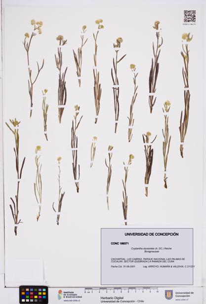 Cryptantha alyssoides [Espécimen: ]